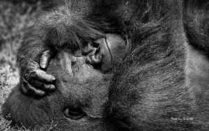 ape-1-of-1