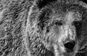 bear2