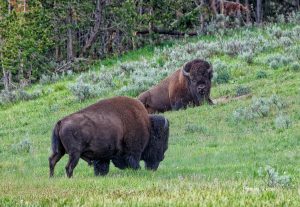 buffalo-1-of-1