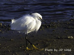 egret