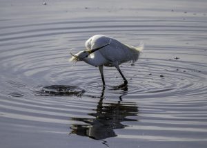 egret2