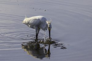 egret3