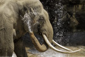 elephant A5A8872