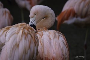 flamingo3
