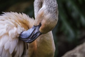 flamingo5