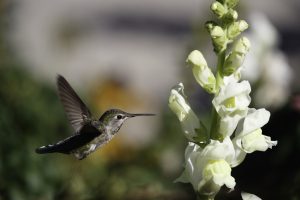 hummer1 (1)