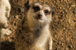 meercat1