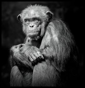 monkey2
