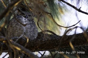owl