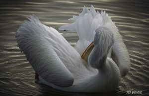 pelican2 (1)