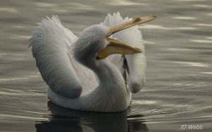 pelican3