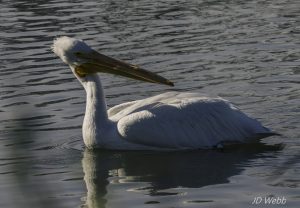 pelican (1)