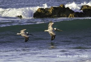 pelicans