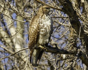 red-tail1