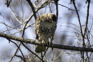 red tail2
