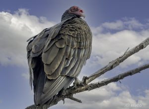 vulture